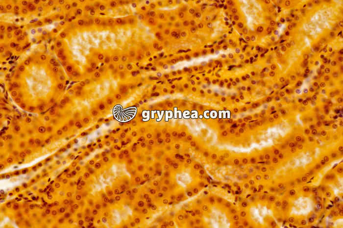 Tubules Rein x100 - gryphea.com